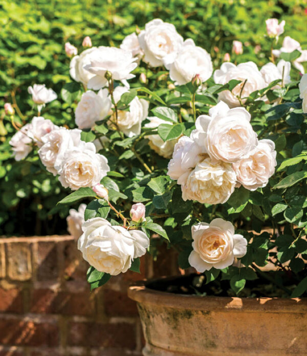 Desdemona® Austin White W/ Pink Hue