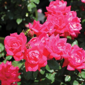 Double Knock Out (Red)  Shrub Red