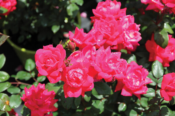 Double Knock Out (Red)  Shrub Red