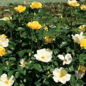 Easy Bee-zy™ Knock Out Shrub Yellow