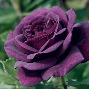Ebb Tide  Flor (Purple)