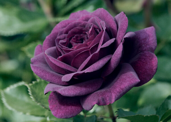 Ebb Tide  Flor (Purple)