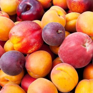 Fruit Cocktail x