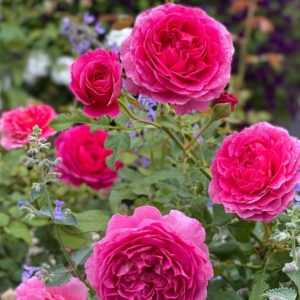 Gabriel Oak Austin Deep Pink