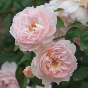 Gentle Hermione (Pink) Austin Pink