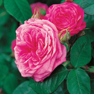 Gertrude Jekyll (Pink) Austin CL Pink