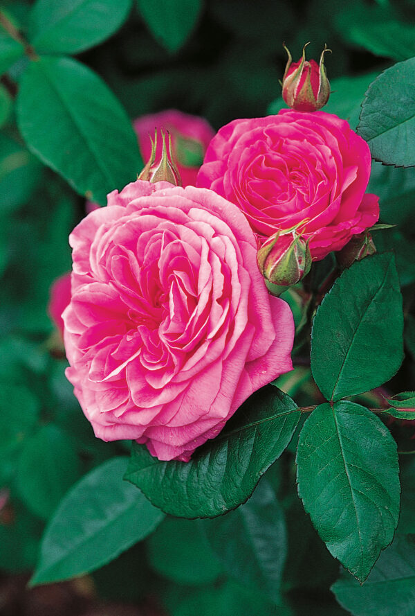 Gertrude Jekyll (Pink) Austin CL Pink