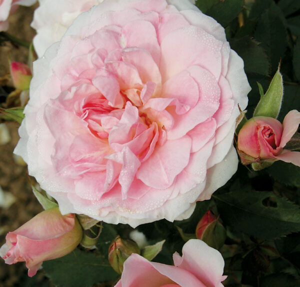 Home & Garden®  Flor (Pure Pink)