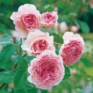 James Galway (Pink) Austin CL Pink