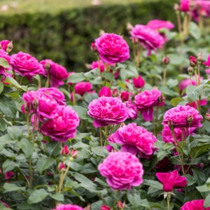 James L. Austin Austin Deep Pink
