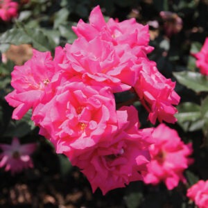 Les Impatients (Pink)  Shrub Pink