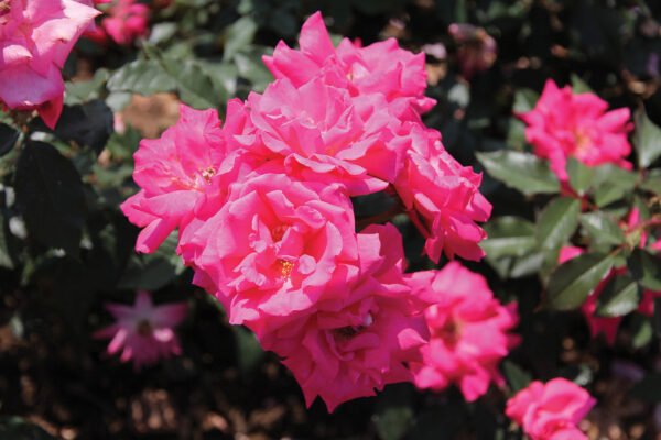 Les Impatients (Pink)  Shrub Pink
