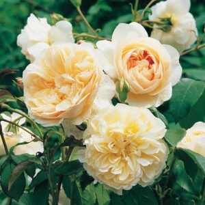 Lichfield Angel (Creamy White) Austin Creamy White