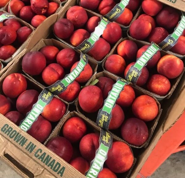 Nectarine x 'Fantasia'