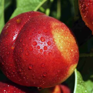 Nectarine x 'Flavortop'