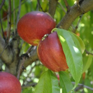 Nectarine x 'Hardired'