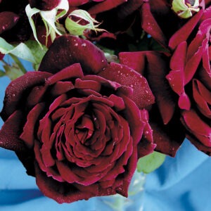 Oklahoma (Black-Red)  HT Black-Red