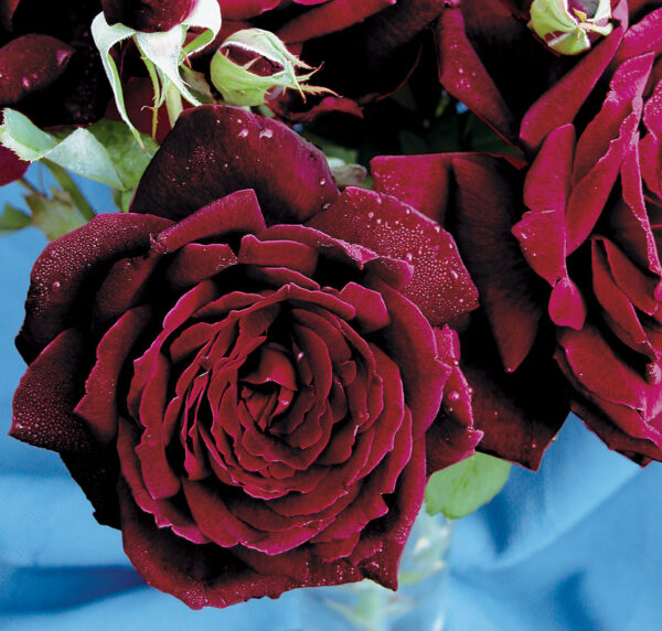 Oklahoma (Black-Red)  HT Black-Red