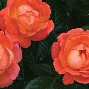 Orange Glow™ Knock Out  SH