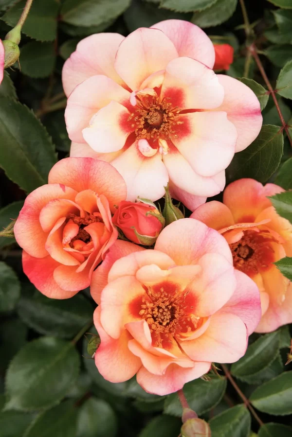 Peach Flower Carpet® True