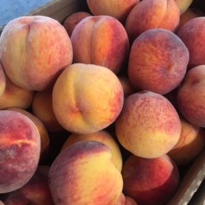 Peach x 'Baby Gold 5'