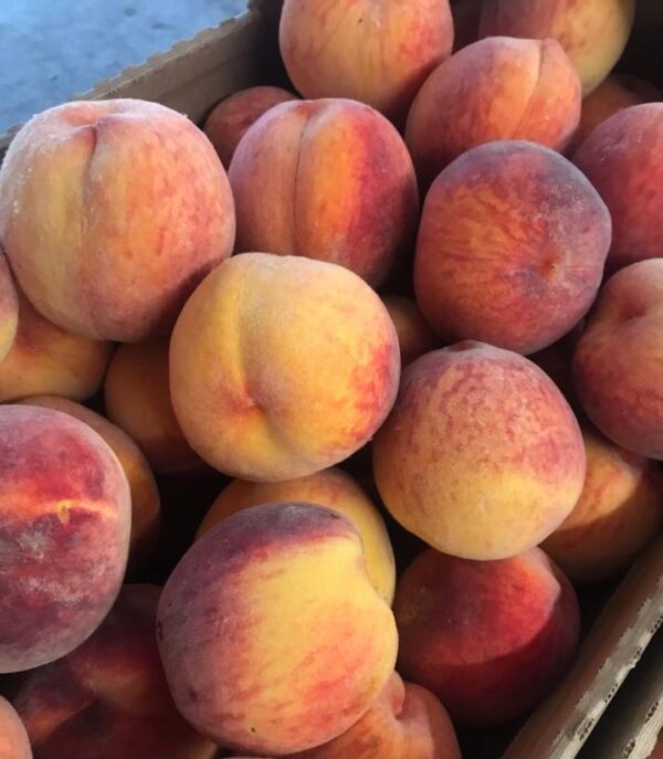 Peach x 'Baby Gold 5'