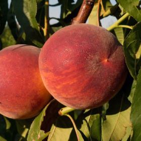 Peach x 'Harrow Diamond'