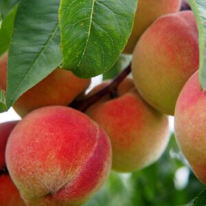 Peach x 'Veteran'