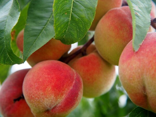 Peach x 'Veteran'