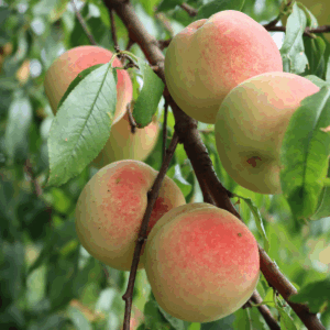 Peach x 'White Lady'