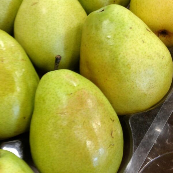 Pear x 'Anjou'
