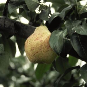 Pear x 'Bartlett'