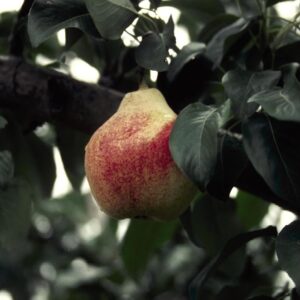 Pear x 'Summercrisp'