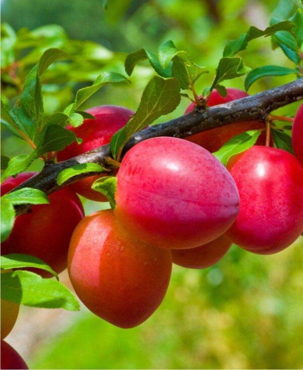 Plum combo