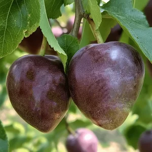 Plum x 'Elephant Heart'