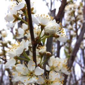 Plum x 'Toka'