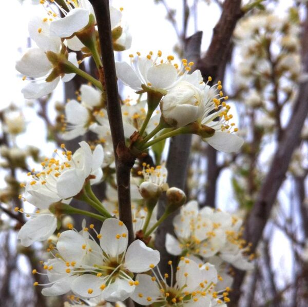 Plum x 'Toka'