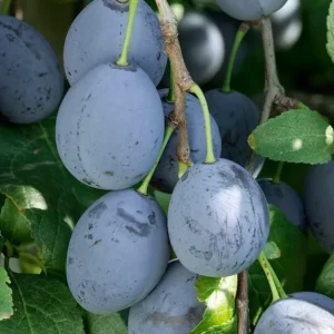Plum x 'Vanette™'