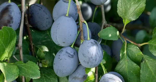 Plum x 'Vanette™'