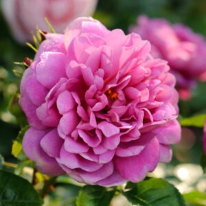 Princess Anne Austin Rich Pink