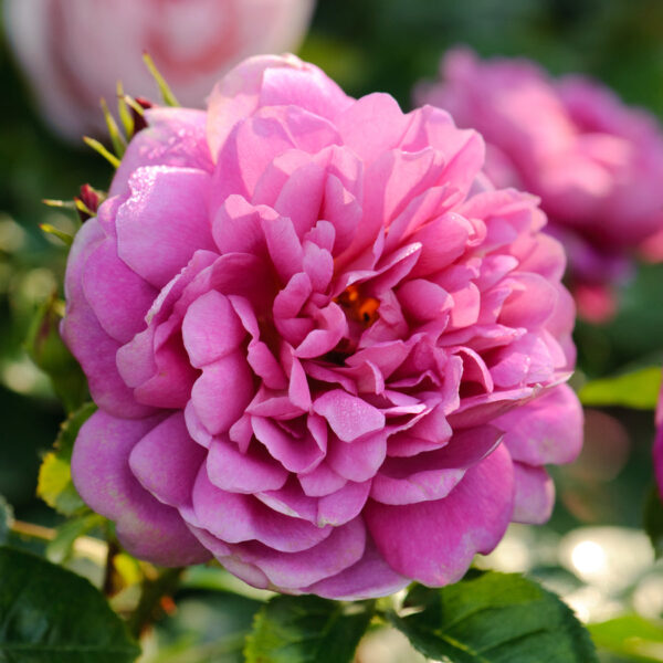 Princess Anne Austin Rich Pink