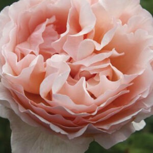 Princesse Charlene de Monaco® HT Shell Pink