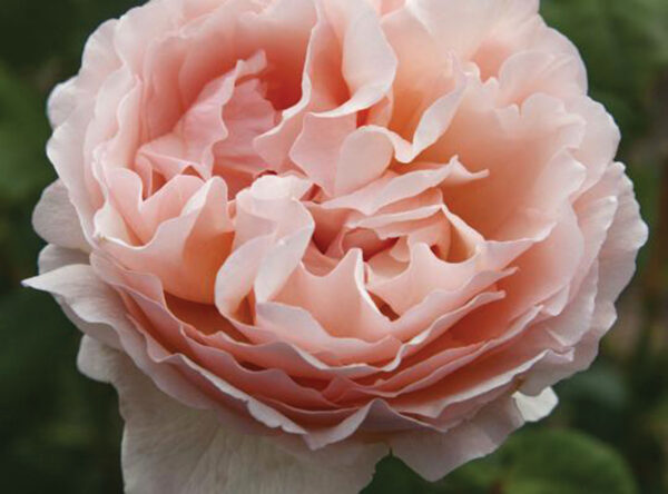 Princesse Charlene de Monaco® HT Shell Pink