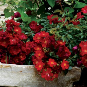 Red Flower Carpet® True