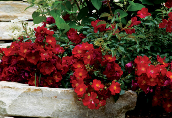 Red Flower Carpet® True