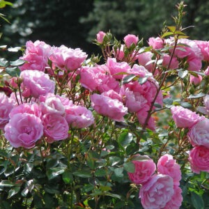 Royal Bonica (Bright Pink)  Shrub Pink