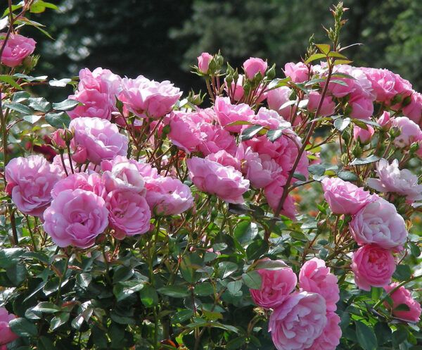 Royal Bonica (Bright Pink)  Shrub Pink