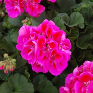 Savannah™ (Pink) HT Pink