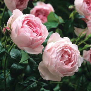 Sceptered Isle  Austin Light Pink