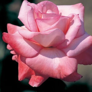 Sheer Elegance (Coral-Pink)  HTCoral Pink